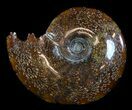 Polished, Agatized Ammonite (Cleoniceras) - Madagascar #54412-1